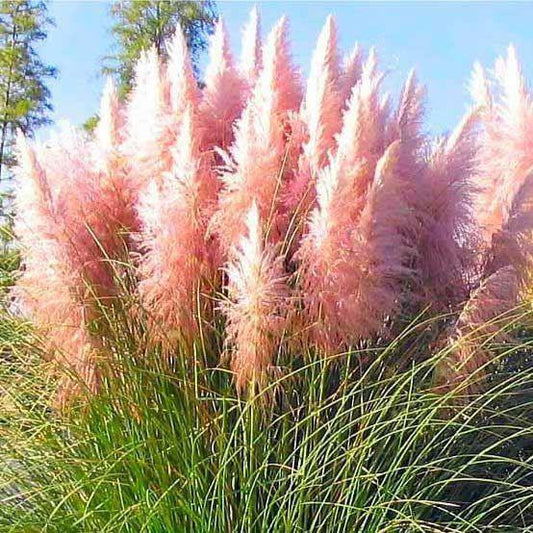 100 Pampas Grass (Cortaderia Selloana) Seeds - HarvestNest