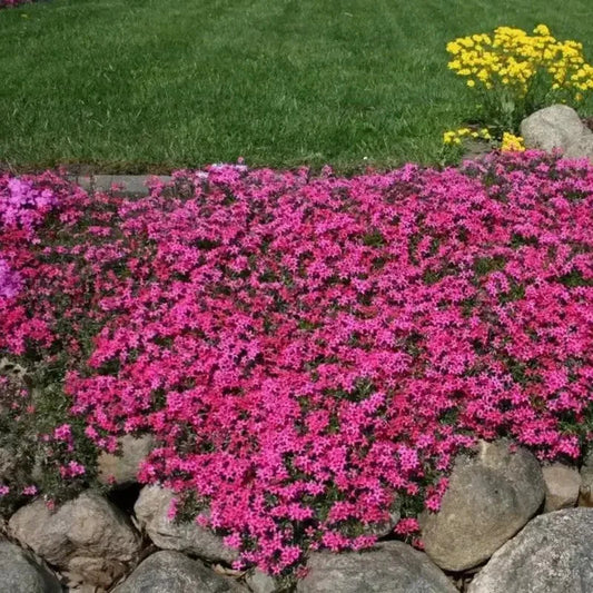 Scarlet Flame Creeping Phlox Seeds