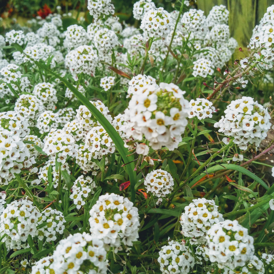 Sweet Alyssum covered in masses of fragrant white flowers, creating a beautiful ground cover that attracts bees, butterflies, and pollinators. HarvestNest Seeds