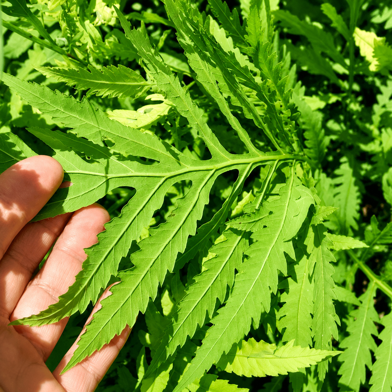 1000 Lady Fern Spores β Athyrium angustum