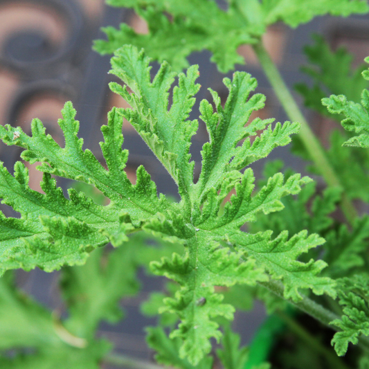 Fresh citronella grass leaves, perfect for mosquito-repelling garden HarvestNest Seeds