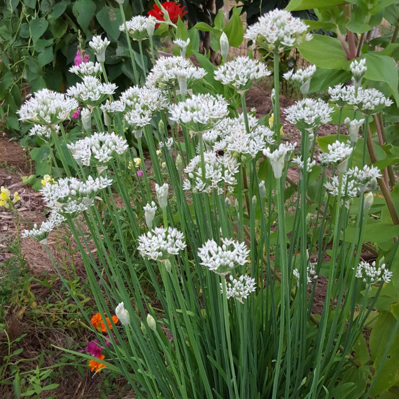 100 Garlic Chives Seeds | NON-GMO
