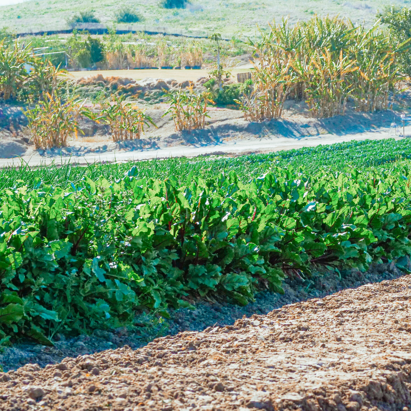 100 Giant Noble Spinach Seeds | Heirloom Non-GMO