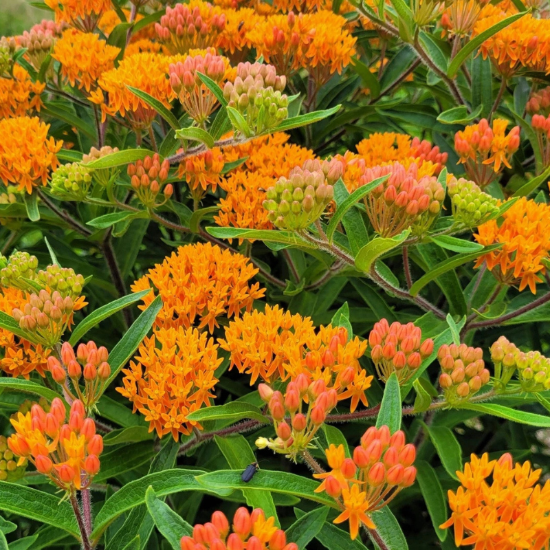 100 Butterfly Weed Seeds – Tropical Milkweed