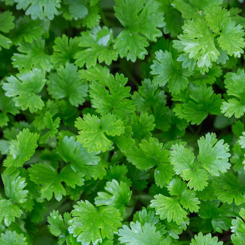 100 Cilantro Coriander Seeds – Fresh Culinary Herb