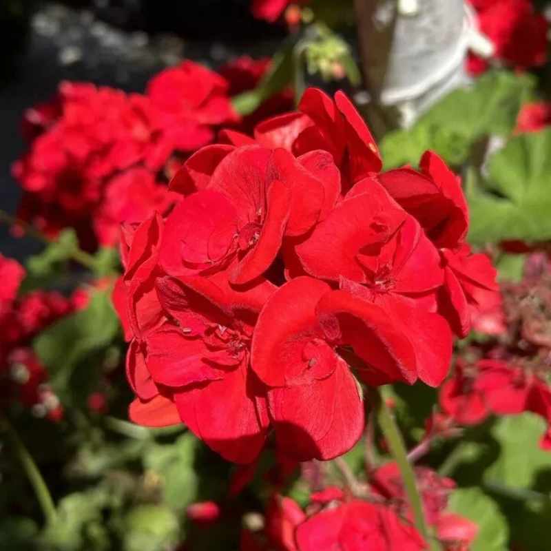 10 Double Red Geranium Seeds
