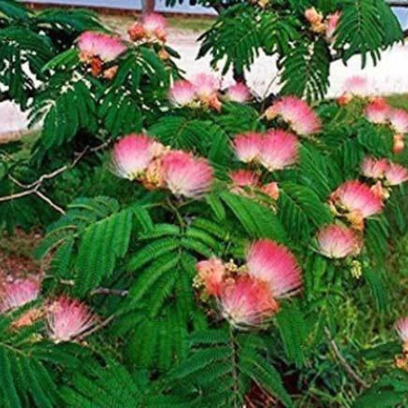 10 Mimosa Seeds – Albizia Julibrissin Persian Pink Silk Tree