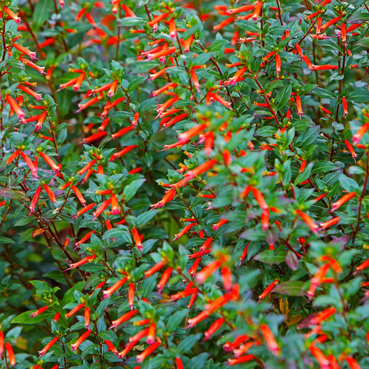 Firebush (Hamelia patens) shrub covered in vibrant red-orange tubular flowers, attracting hummingbirds, butterflies, and pollinators. HarvestNest Seeds