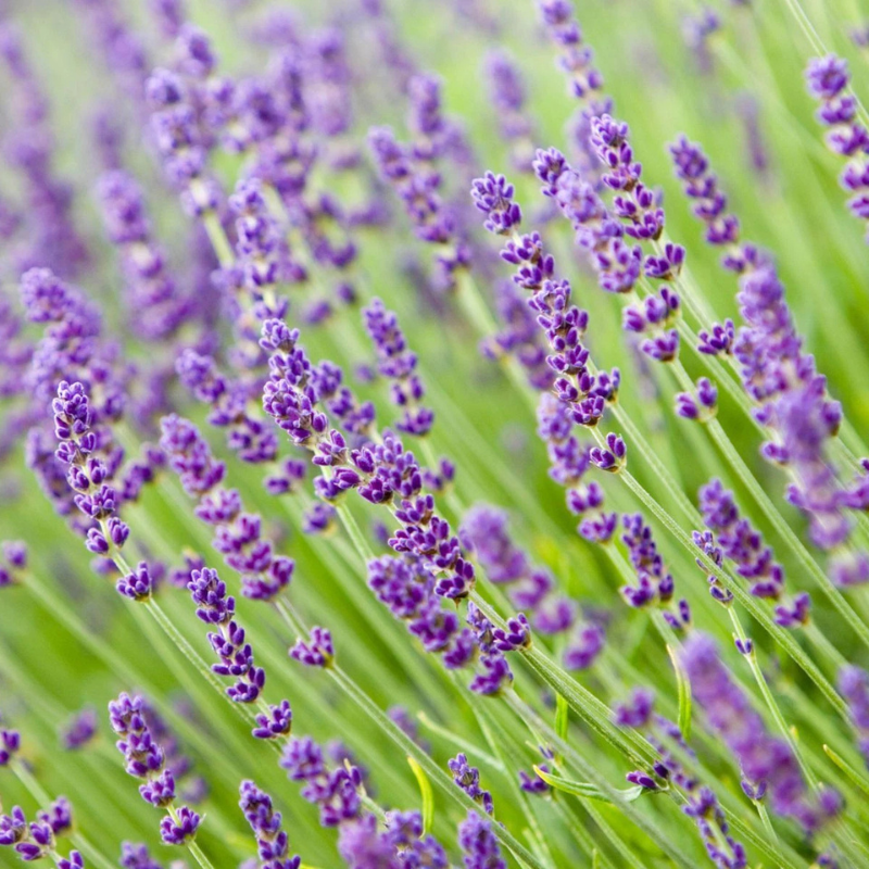 1200 Lavender Seeds β Vera English