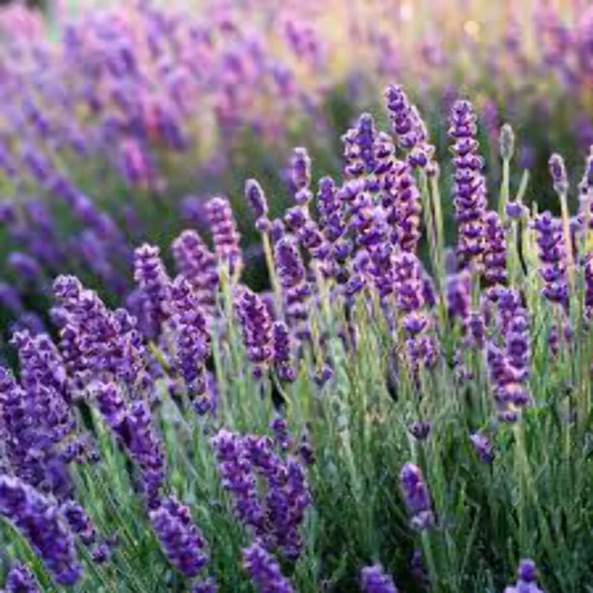 Vera English lavender flowers blooming in a vibrant purple garden. HarvestNest Seeds