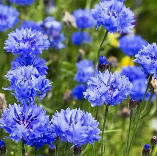 1700 Tall Blue Cornflower - Bachelor Button Seeds - HarvestNest Seeds