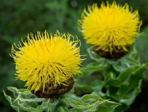 200 Yellow Globe Cornflower Seeds - HarvestNest Seeds