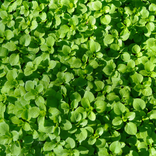 Fresh Corsican Mint leaves โ vibrant green herb for cooking, teas, and garnishing. HarvestNest Seeds