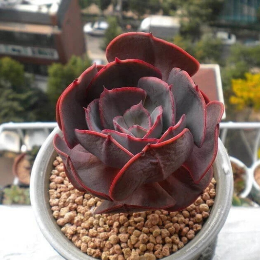 Dark red succulent in a white pot, perfect for indoor gardening and decor. HarvestNest Seeds