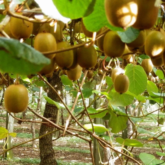 Bright and fresh kiwi fruits on the vine, showcasing ripe green flesh ready for harvest. HarvestNest Seeds