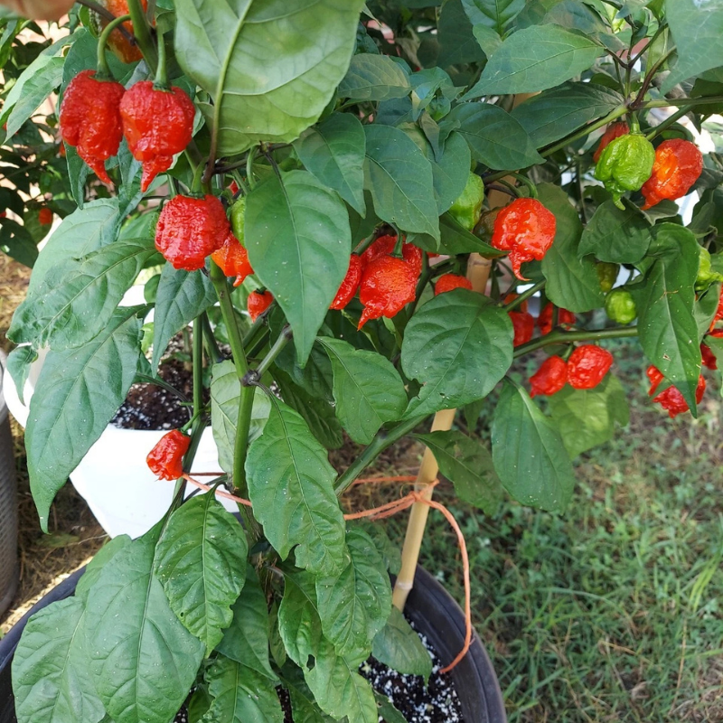 25 Super Hot Carolina Reaper Seeds