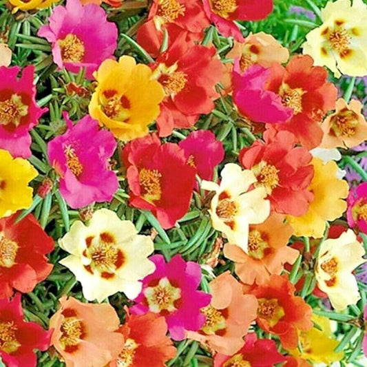Moss Rose Grandiflora Seeds - Mix Groundcover