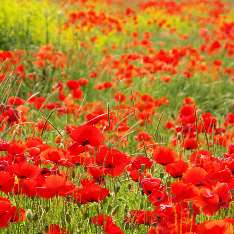 3000 Red Corn Poppy Seeds – Papaver Rhoeas Wildflower