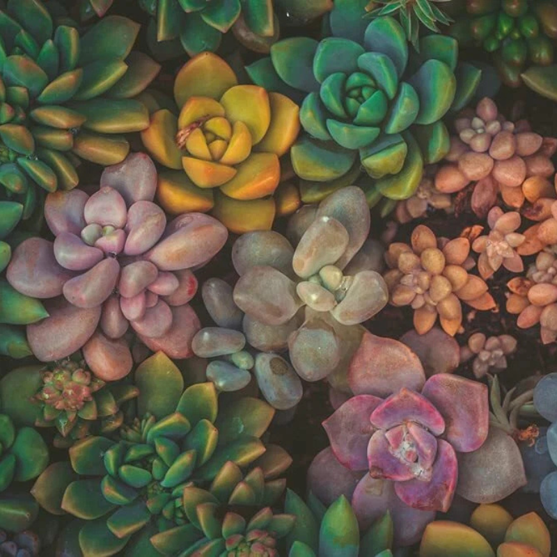 50 Echeveria Succulent Seeds Mix – Assorted Species
