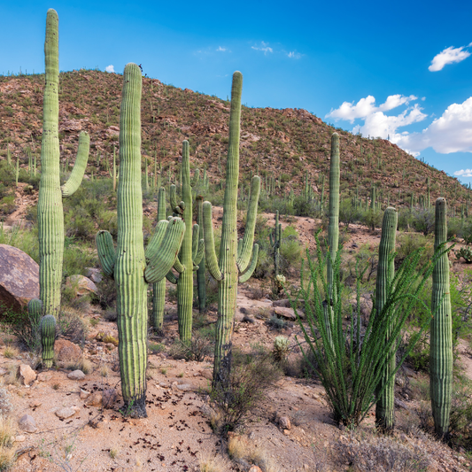 Giant Saguaro Cacti towering in a desert landscape, perfect for xeriscaping, desert gardens, and drought-tolerant landscapes. HarvestNest Seeds