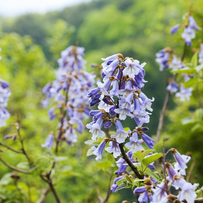 50 Royal Paulownia Seeds – Paulownia elongata