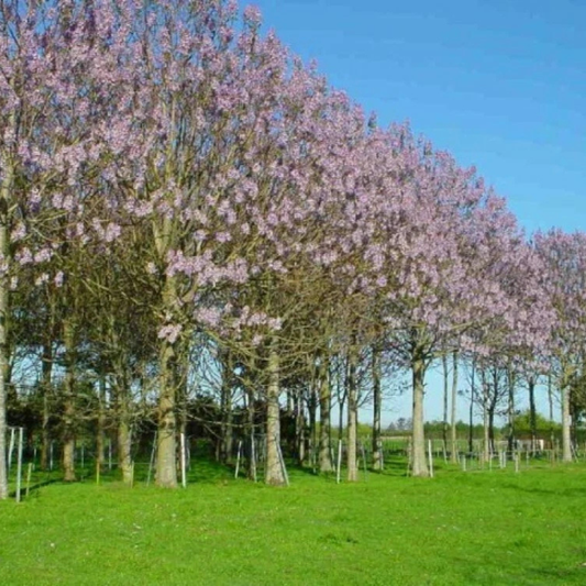 Royal Paulownia trees in full lavender bloom, creating a stunning flowering landscape with fast-growing shade and ornamental beauty. HarvestNest Seeds