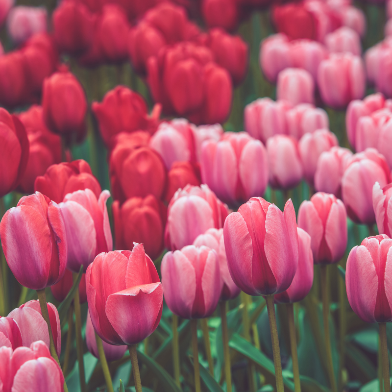 50 Tulip Bulb Seeds