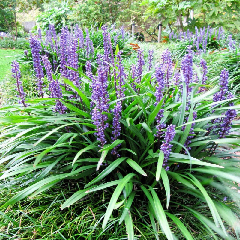 5 Big Blue Lilyturf Seeds