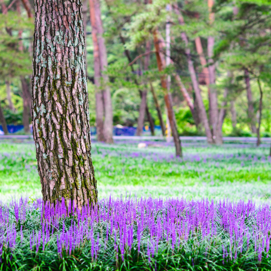 Vibrant purple Big Blue Lilyturf flowers under tall trees in a sunlit forest garden. HarvestNest Seeds