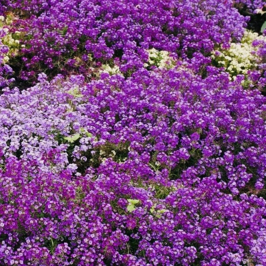 Royal Carpet Alyssum forming a dense carpet of fragrant purple flowers, perfect for borders, ground cover, and pollinator-friendly gardens. HarvestNest Seeds