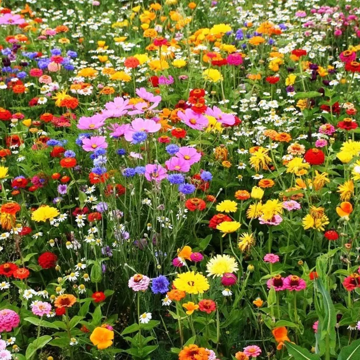5000 All Perennial Wildflower Mix Seeds – 17 Species