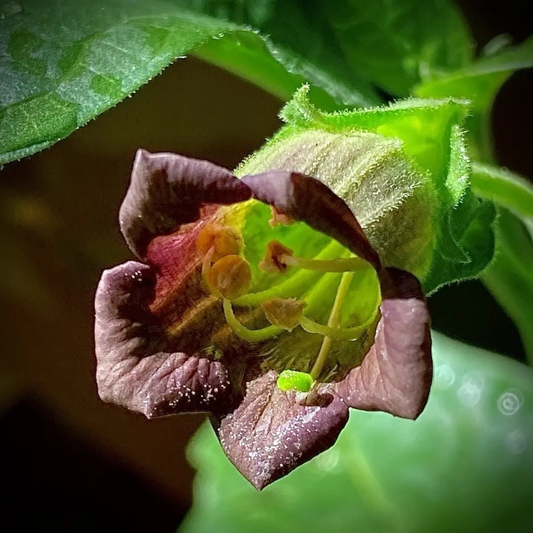 100 Rare Deadly Nightshade Seeds – Atropa belladonna