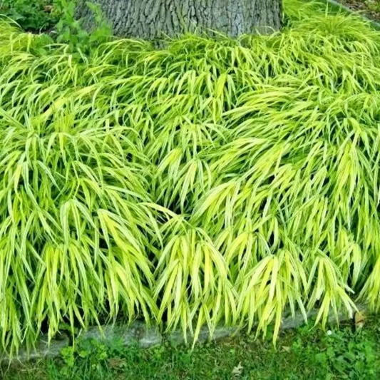 Green fern-like plant with a tree trunk in the background - HarvestNest Seeds