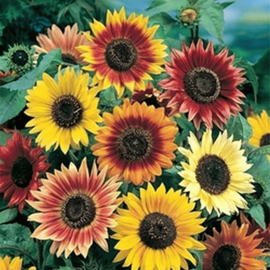 300 Autumn Beauty Sunflower Mix Seeds