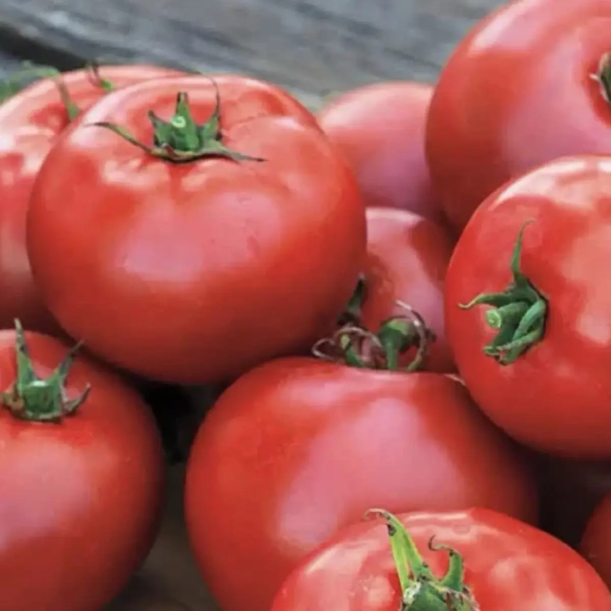 10 Better Boy Tomato Seeds VFN (F1 Hybrid) | Non-GMO