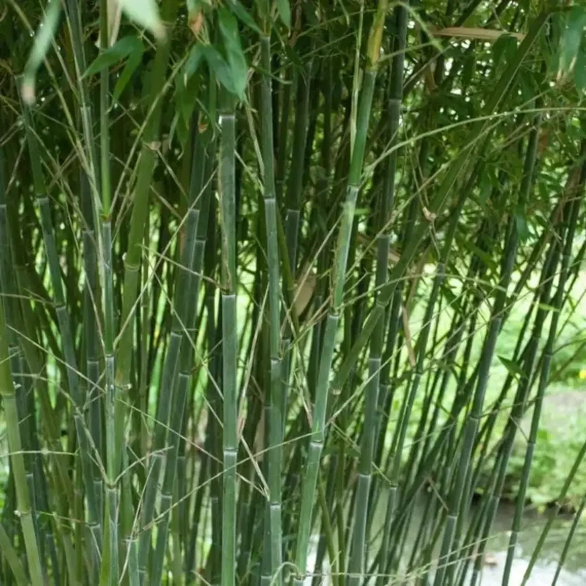 50 Bissetii Bamboo Seeds | Fast-Growing Privacy Screen & Garden Bamboo
