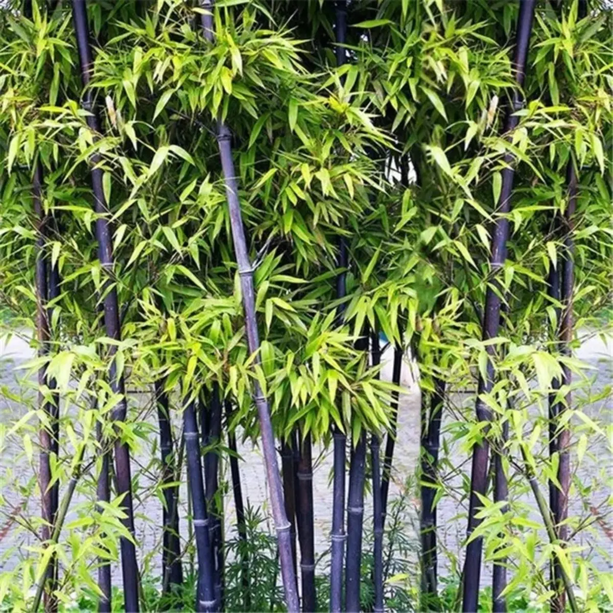 Green bamboo plants with dark stems in a natural setting - HarvestNest Seeds