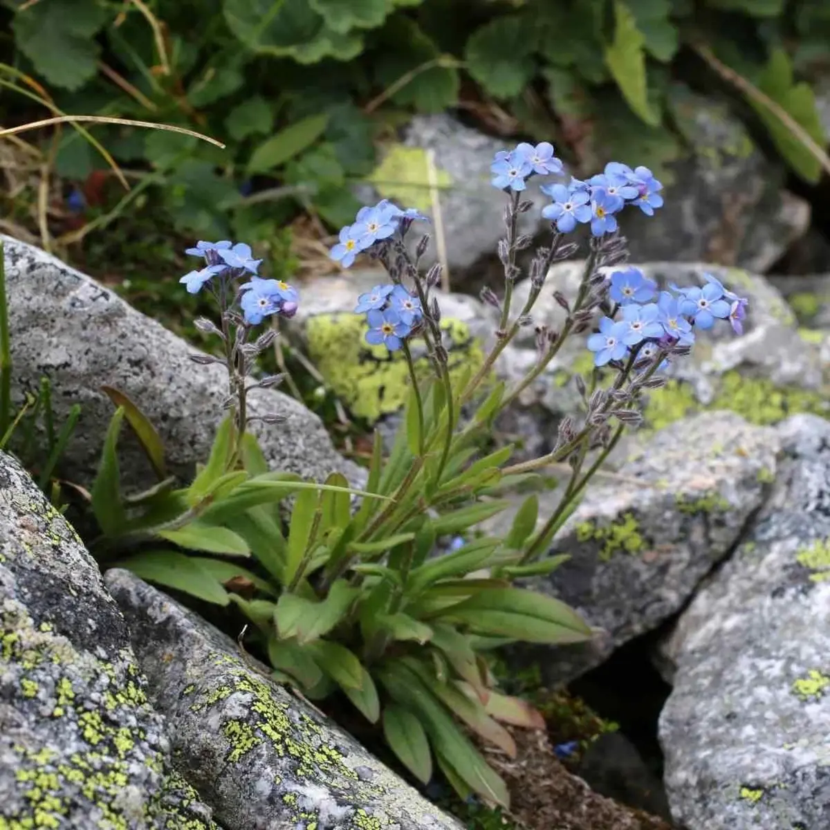 5000 Blue Forget-Me-Not Seeds (Myosotis alpestris)