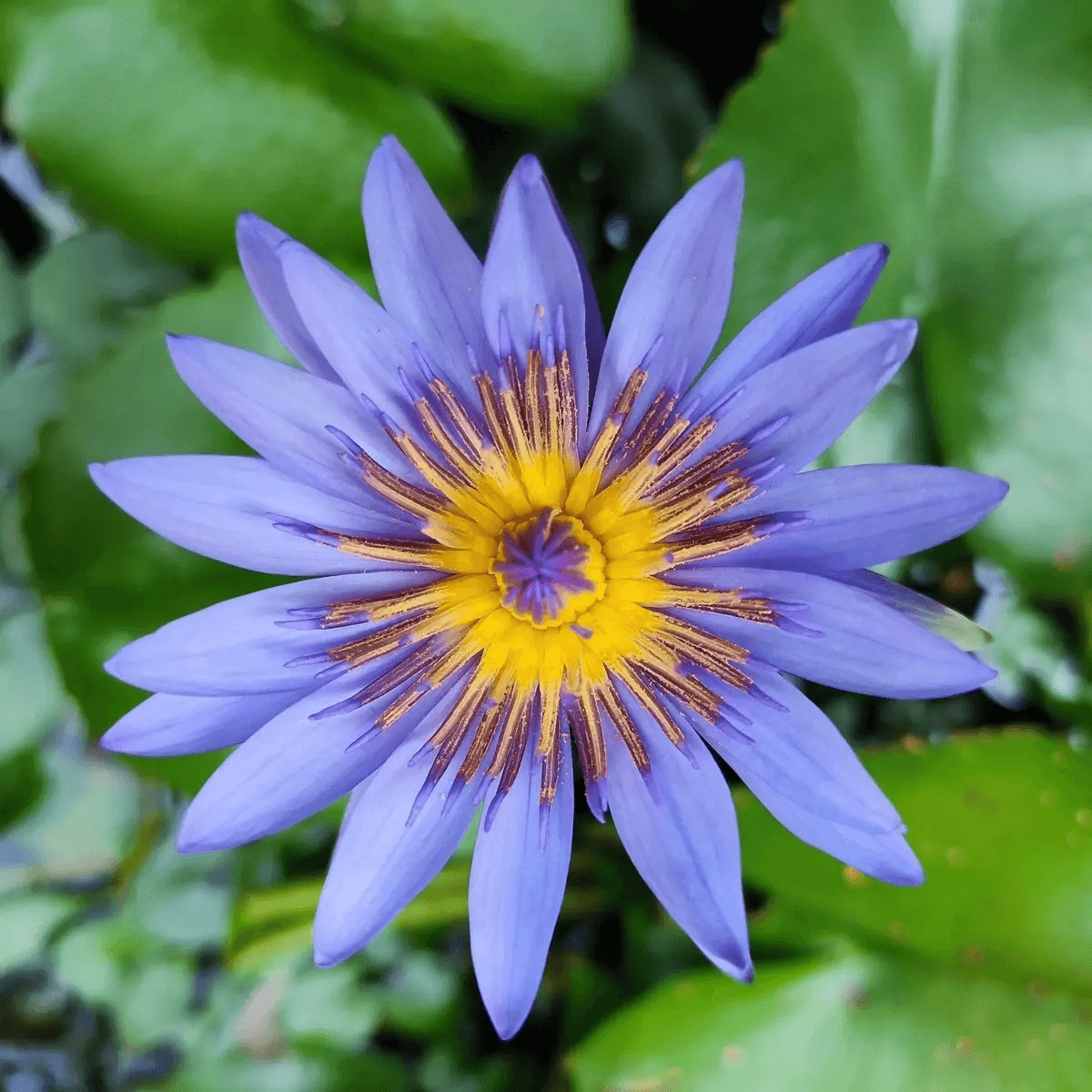 10 Blue Lotus Seeds – Nymphaea caerulea | Sacred Blue Water Lily