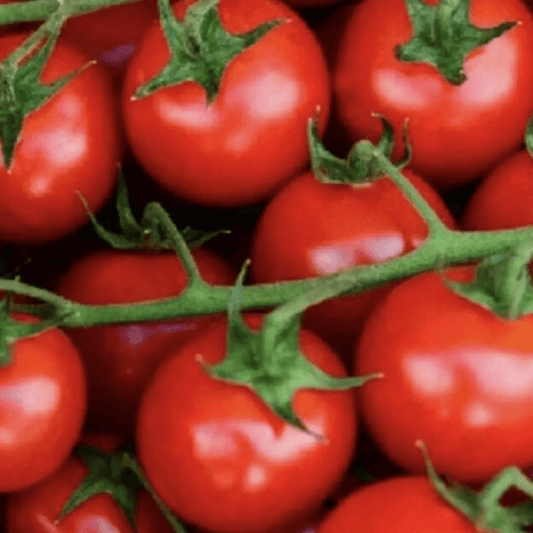 Close-up of red tomatoes on a green vine - HarvestNest Seeds
