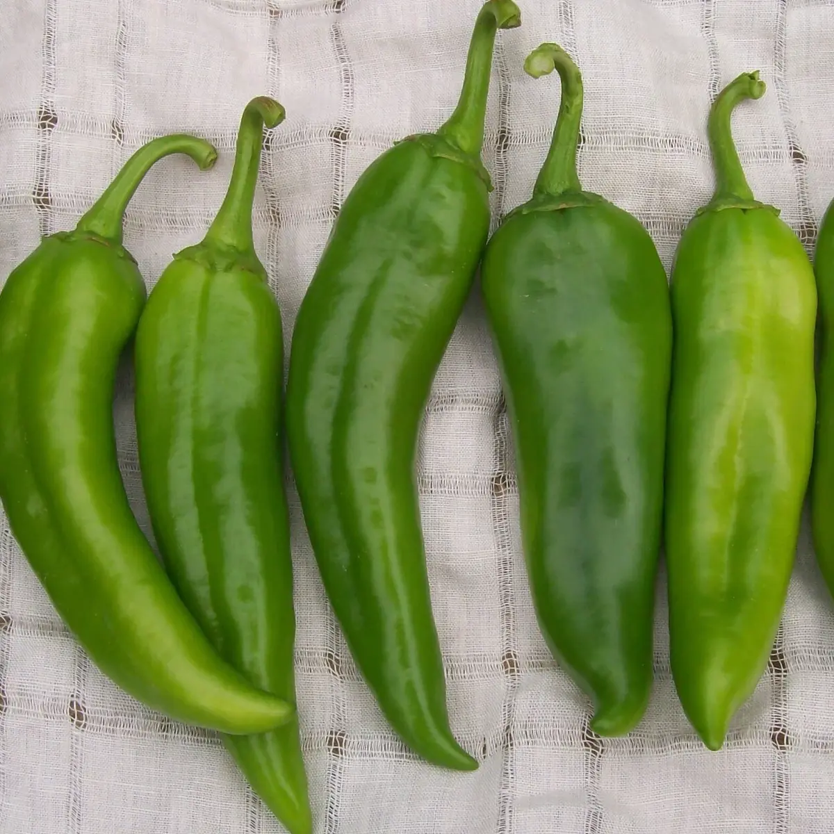 Chili Pepper Seeds Collection β 12 Heirloom Varieties | Non-GMO
