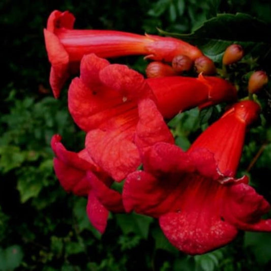 Close-up of bright red trumpet-shaped flowers with green leaves in the background - HarvestNest Seeds