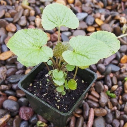 25 Double Dark Purple Hollyhock Seeds