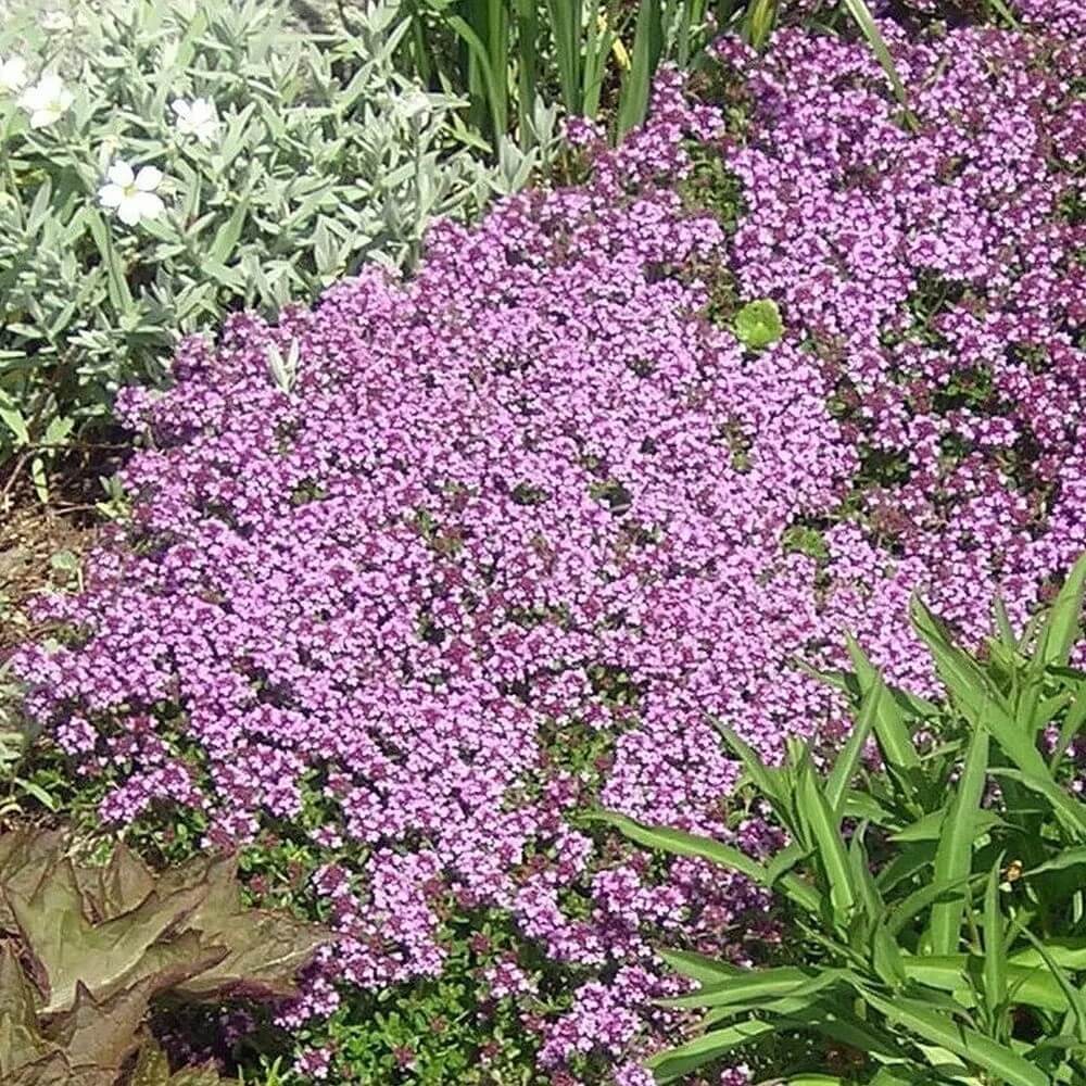 Low-growing dwarf creeping thyme ground cover with purple blooms in garden landscape - HarvestNest Seeds