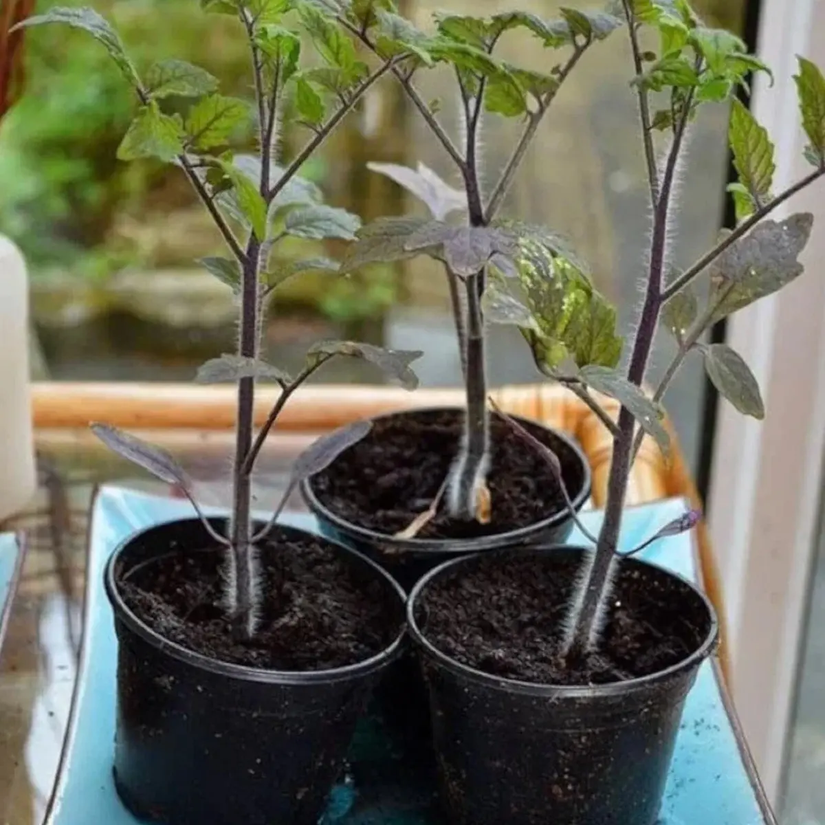 100 Rare European Black Cherry Tomato Seeds