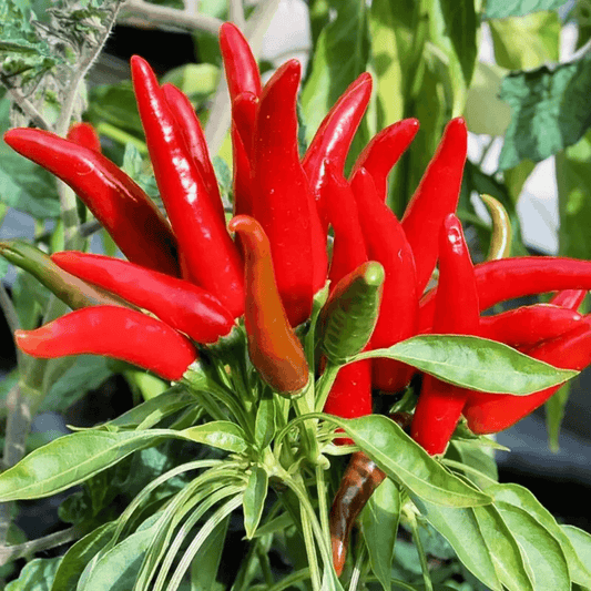 Bunch of red chili peppers on a plant with green leaves - HarvestNest Seeds