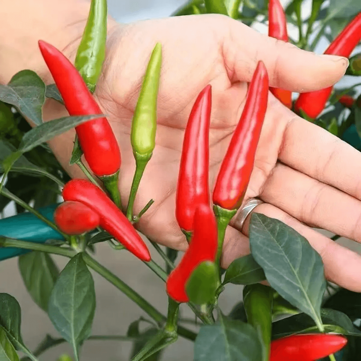 Hand holding red chili peppers on a plant - HarvestNest Seeds