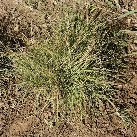 100 Buffalo Grass Seeds – Native, Drought-Tolerant Lawn Grass