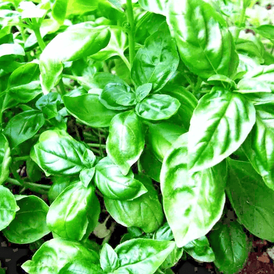 Close-up of green basil leaves - HarvestNest Seeds