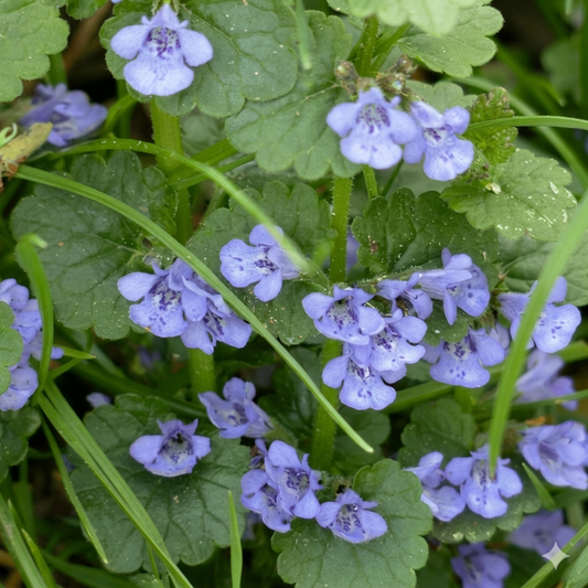 Ground Ivy with delicate purple flowers, perfect for natural ground cover and pollinator-friendly gardens. Harvestest Seeds